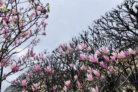 magnolie-hecke