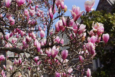 magnolie-heckenpflanze