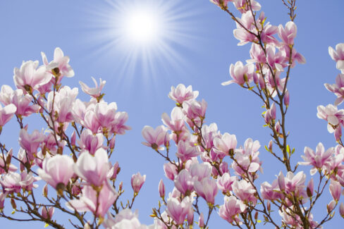 magnolie-hoehe