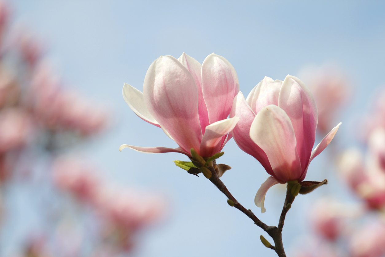 Kleinwüchsige Magnolien Dafür sind sie