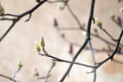 magnolie-knospen