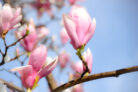 magnolie-krankheiten