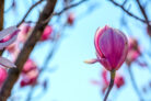 magnolie-mehltau