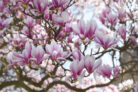 magnolie-pilzbefall