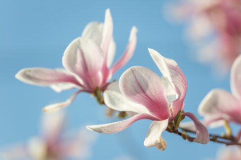 magnolie-schaedlinge