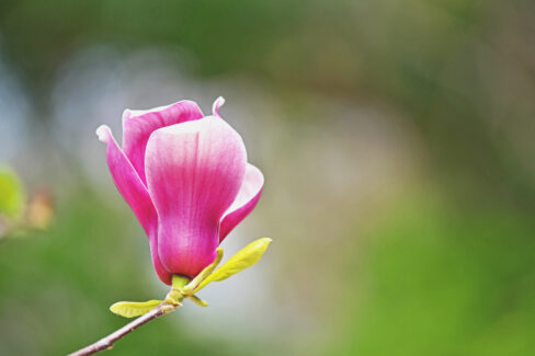 magnolie-selber-ziehen
