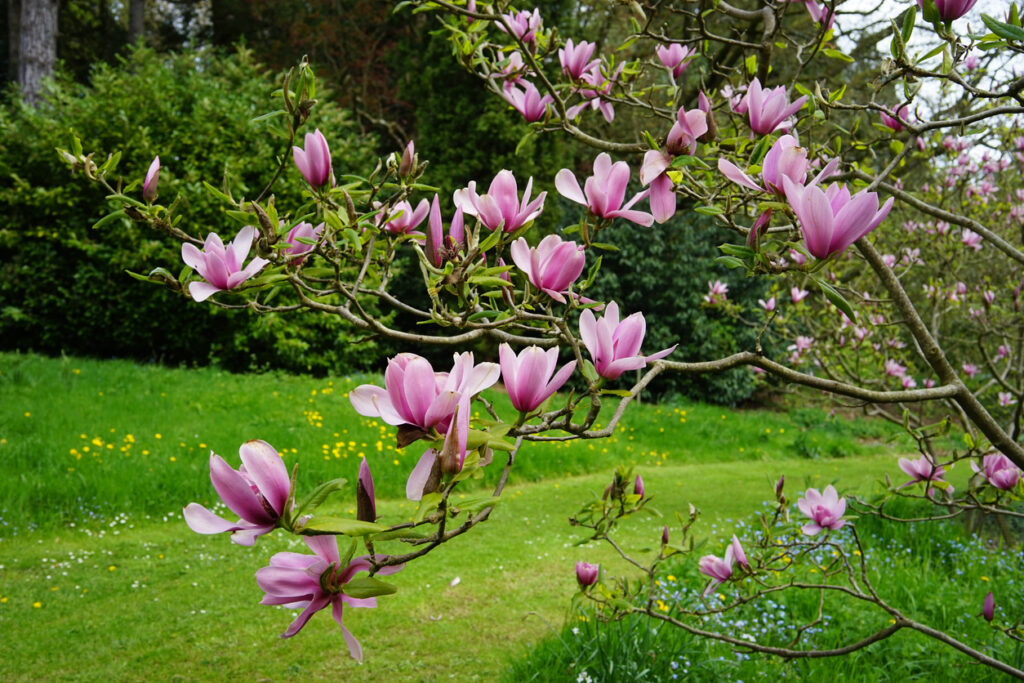 Standort für die Magnolie - Wo gefällt es ihr?