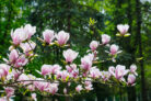 magnolie-steckbrief