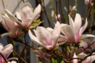 magnolie-umpflanzen