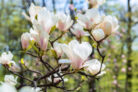 magnolie-unterpflanzen