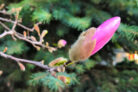magnolie-vermehren