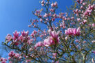 magnolie-wachstum