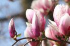 magnolie-wurzeln