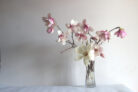 magnolie-zimmerpflanze