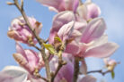 magnolie-zuechten