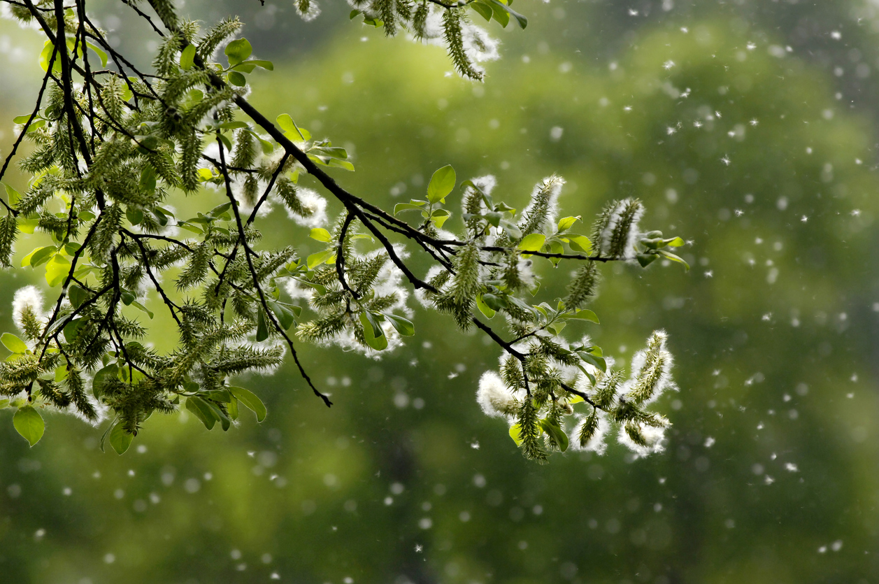 Die Blüte der Weide Das sind ihre Merkmale