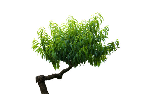 weide-bonsai