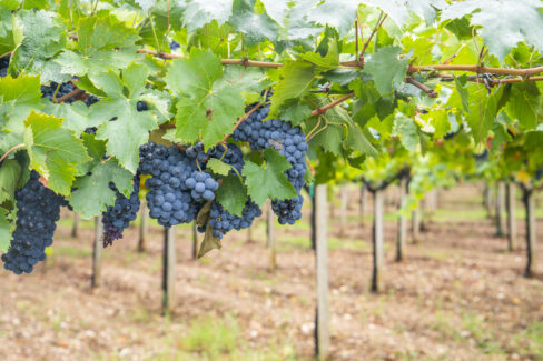 brombeeren-rankhilfe