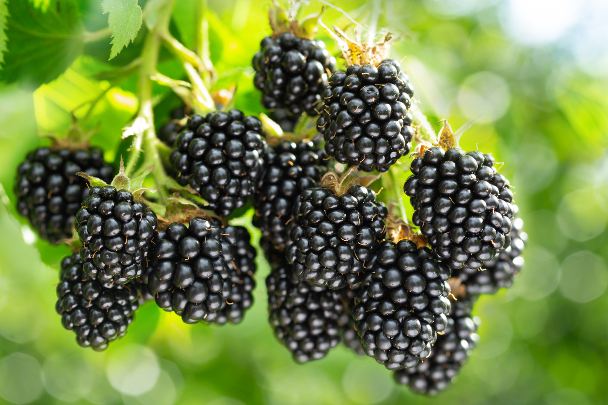Brombeeren entfernen - Die besten Tipps