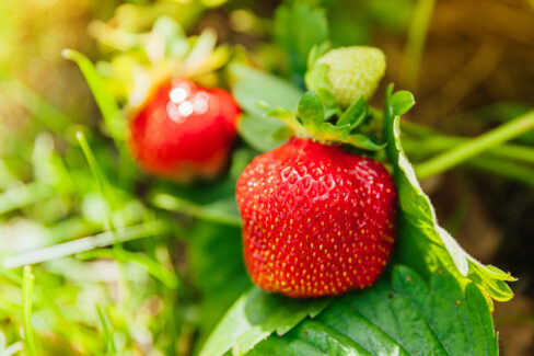 erdbeeren-ausgeizen