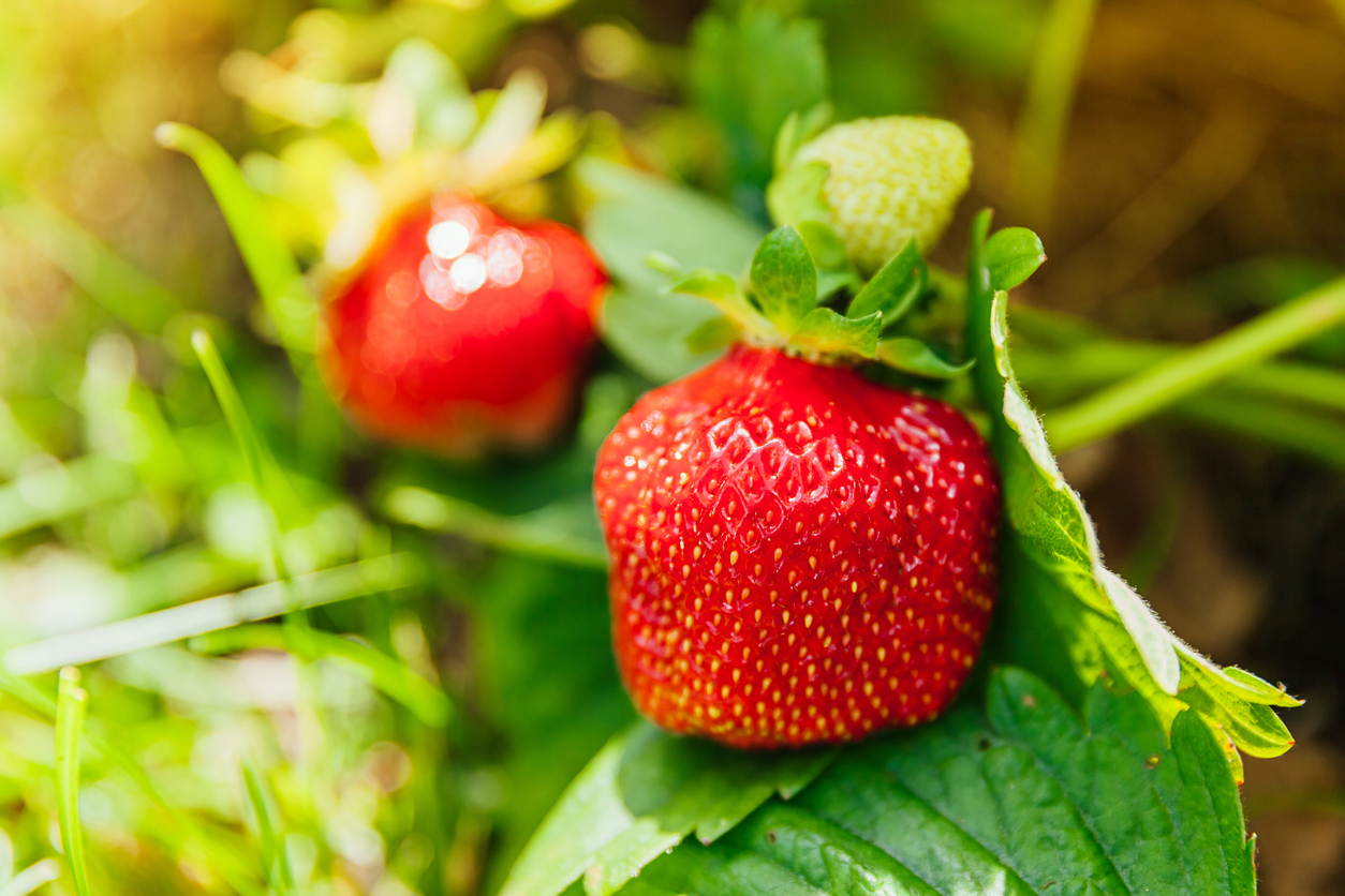 Sind Erdbeeren mehrjährig? Auf die Sorte kommt es an!