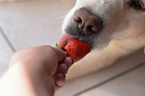 erdbeeren-hund