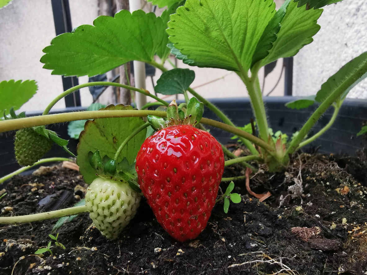 Erdbeeren im Topf anbauen - Die besten Tipps