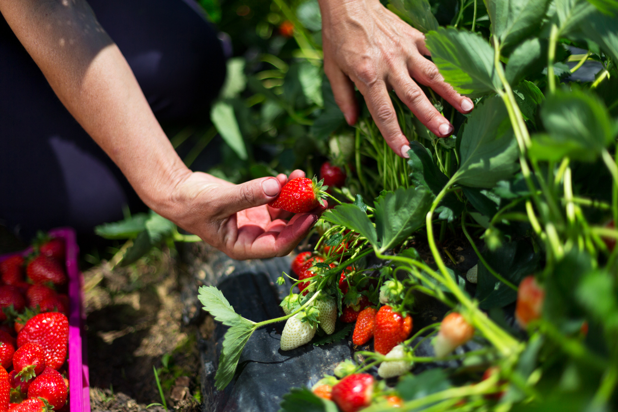 Sind Erdbeeren mehrjährig? Auf die Sorte kommt es an!