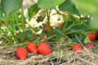 erdbeeren-mulchen