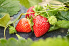 Erdbeeren schutz - Die hochwertigsten Erdbeeren schutz auf einen Blick!