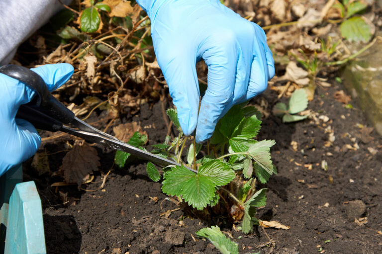 Erdbeeren schneiden So machen Sie es richtig
