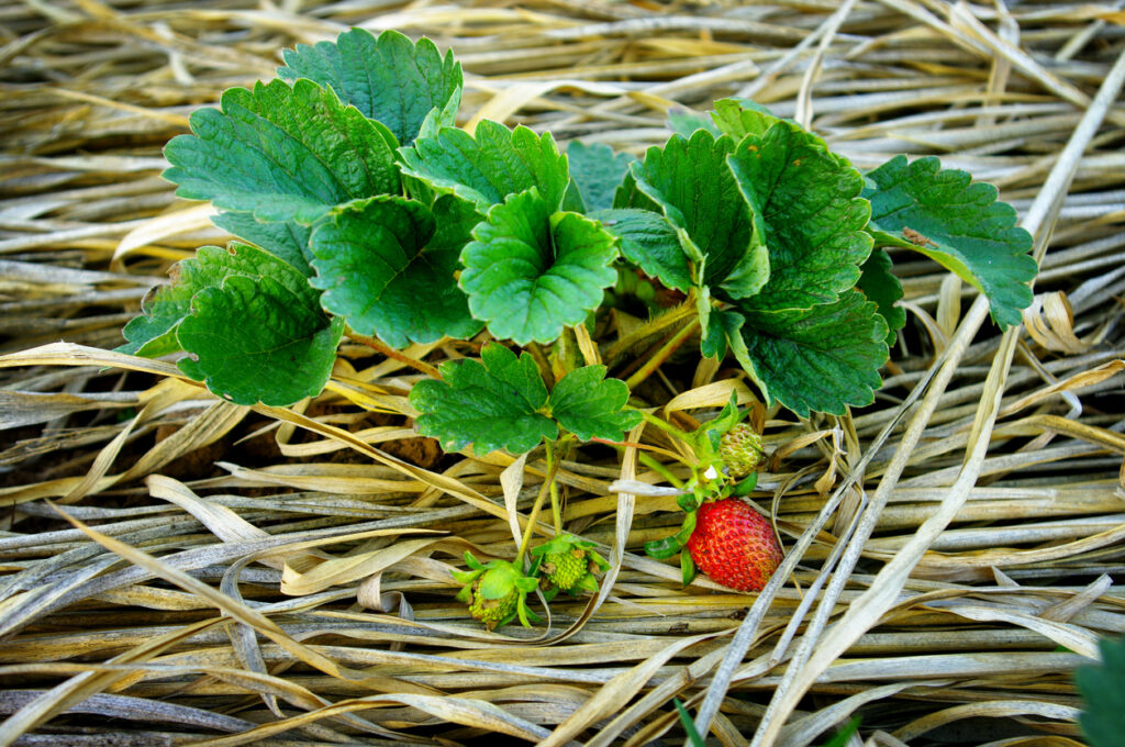 Sind Erdbeeren mehrjährig? Auf die Sorte kommt es an!