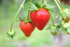 erdbeeren-vermehren