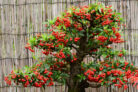 feuerdorn-bonsai