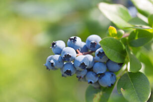 Erde für Heidelbeeren Welche ist am besten