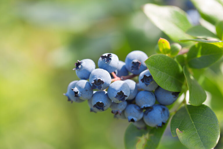 Erde für Heidelbeeren Welche ist am besten