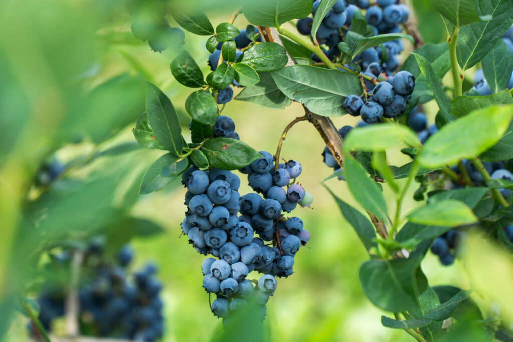 Erde für Heidelbeeren Welche ist am besten