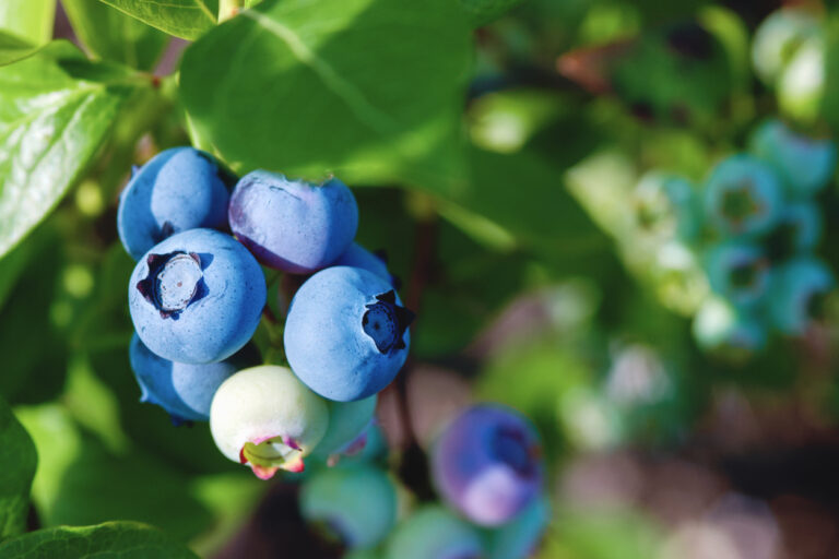 Erde für Heidelbeeren Welche ist am besten