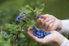 heidelbeeren-reif