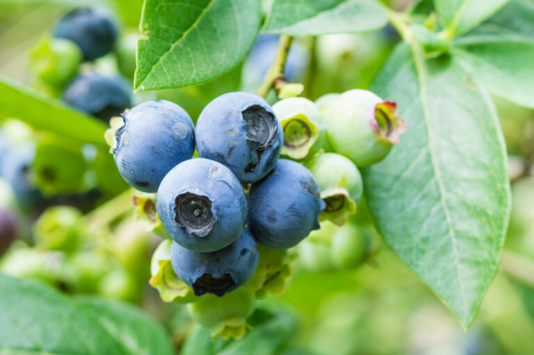 Erde für Heidelbeeren Welche ist am besten