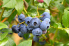 heidelbeeren-vermehren