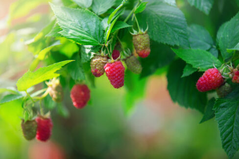 himbeeren-duengen