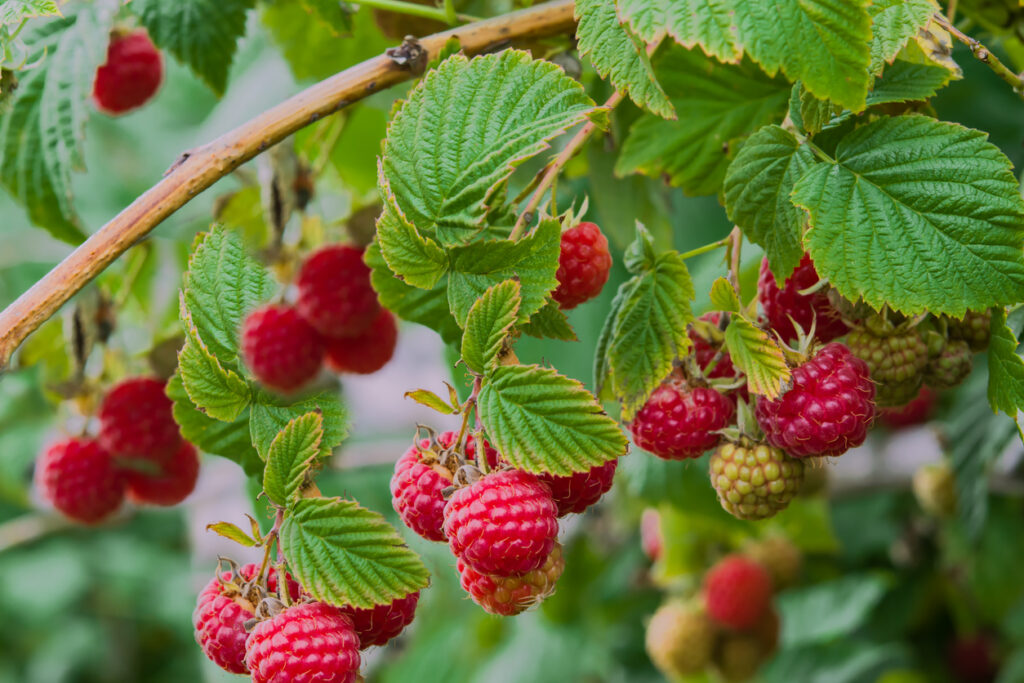 Gerüst für Himbeeren Die besten Tipps