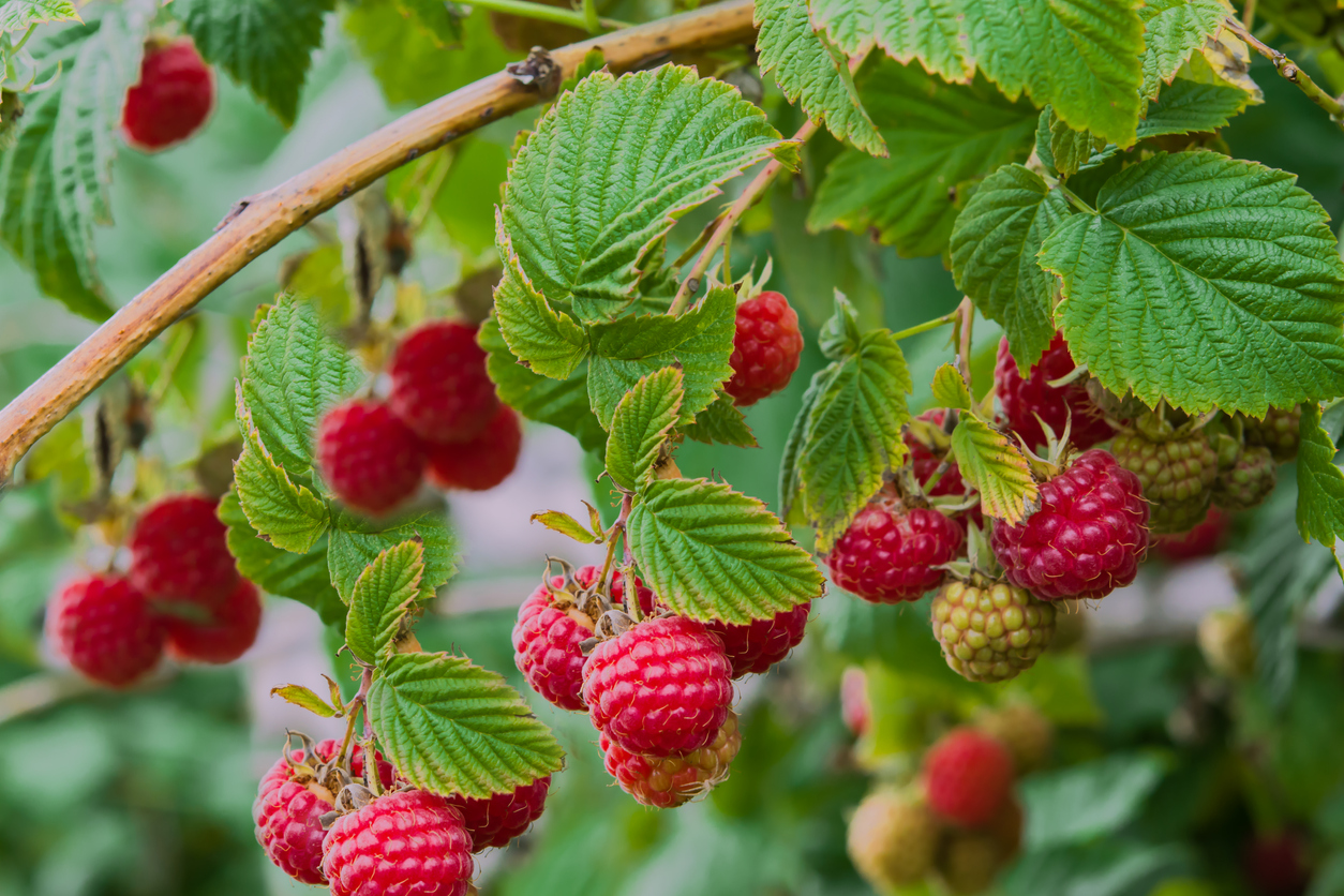 Himbeeren umpflanzen Tipps und Kurzanleitung