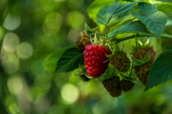 Himbeeren mulchen - Die besten Tipps