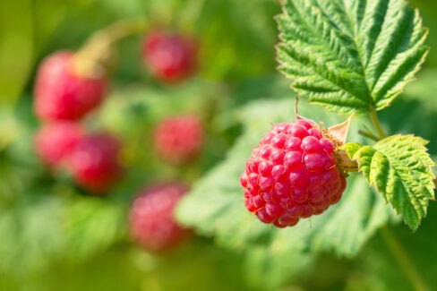 himbeeren-umpflanzen