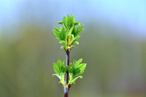 himbeeren-vermehren