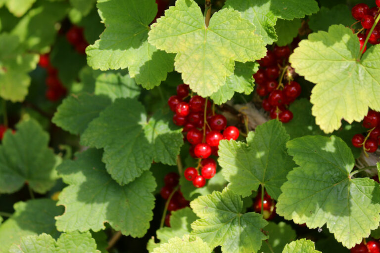 56+ Johannisbeeren Im Garten, Schwarze johannisbeeren gedeihen auch