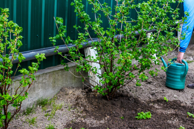 Johannisbeeren im Topf ziehen So gelingt der Anbau im Kübel