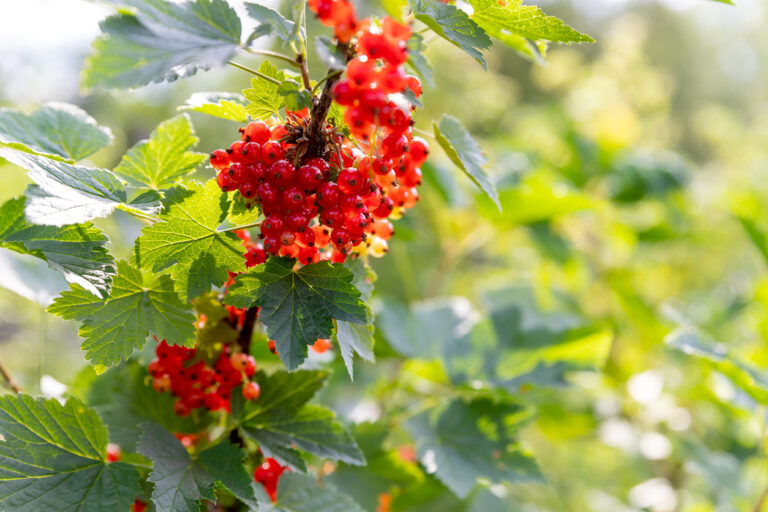 Der beste Standort für die Johannisbeeren Wohin pflanzen?